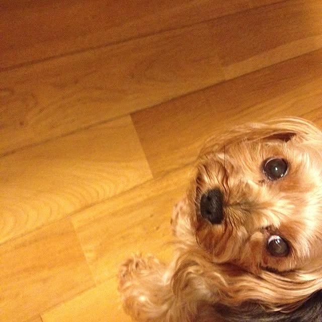 popiさんの実例写真