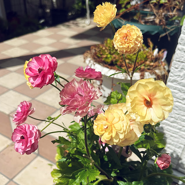hinamamaさんの部屋