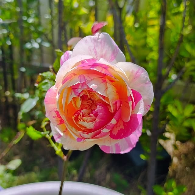 hiromimiさんの実例写真