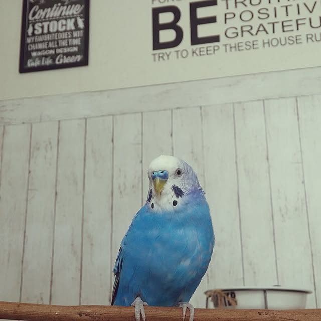 opiopiopiさんの実例写真