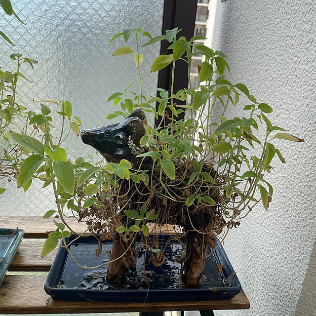 aureaさんの部屋