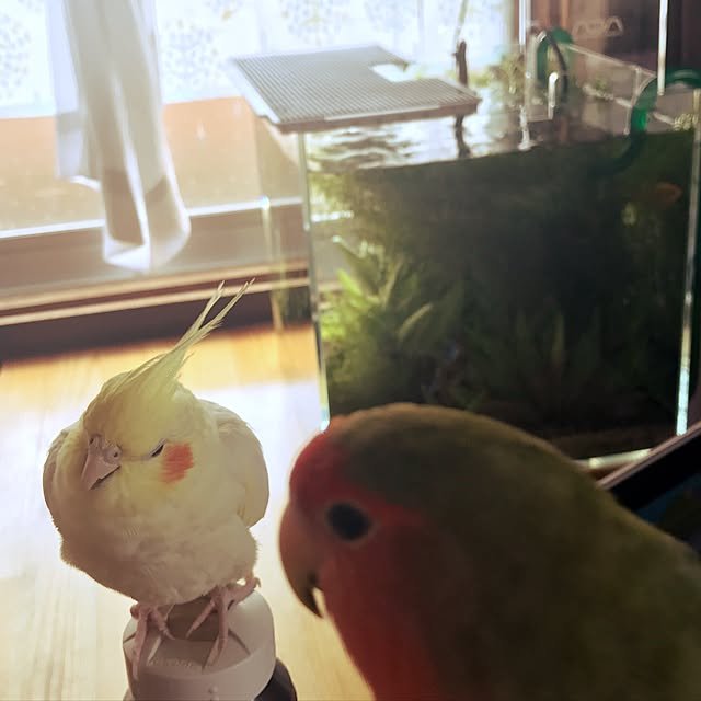 pipiさんの実例写真