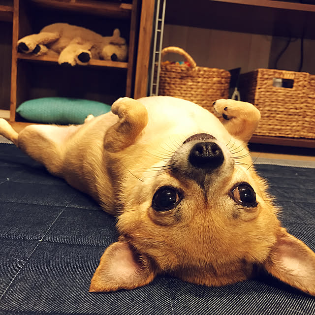 mamayuさんの実例写真