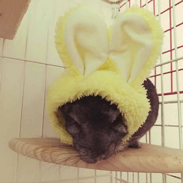 ayachan.pinoさんの実例写真