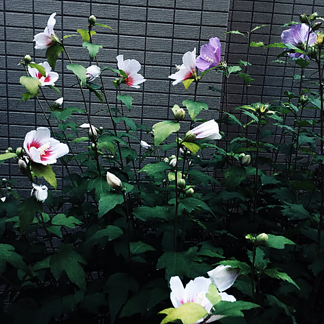 happy-sachiさんの実例写真