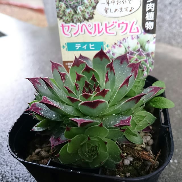 chocoraisinさんの実例写真