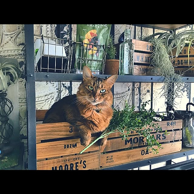 Annaさんの実例写真