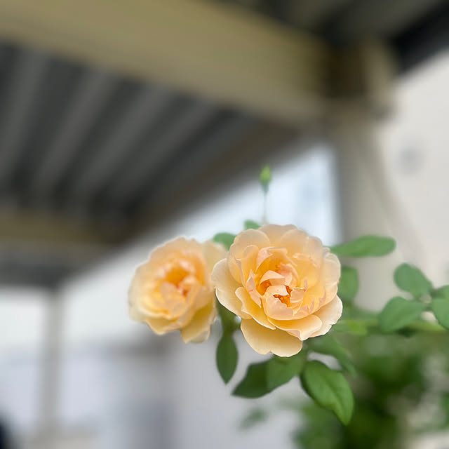 rinrinさんの実例写真