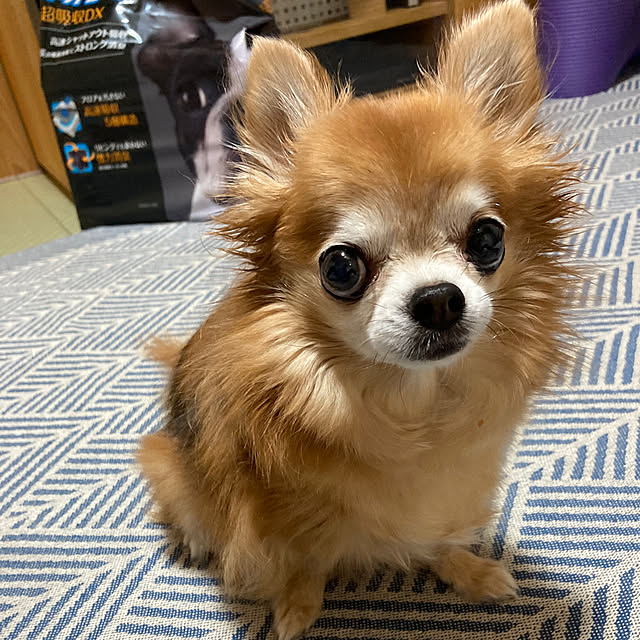 koroさんの実例写真