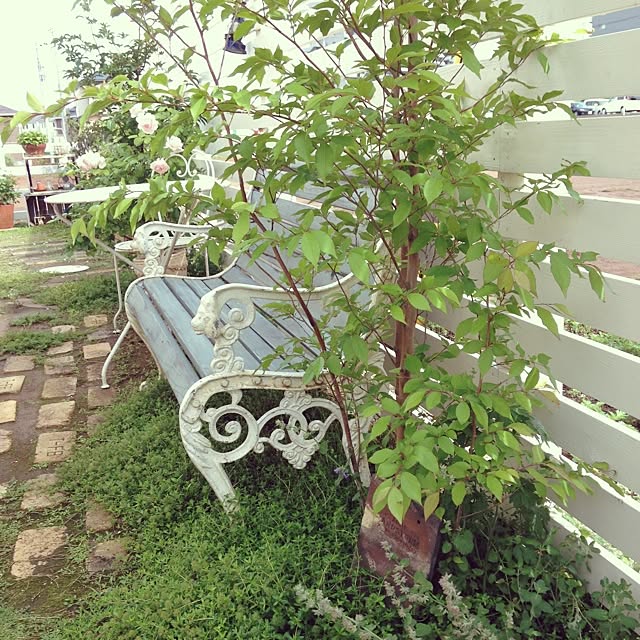 matricariaさんの実例写真