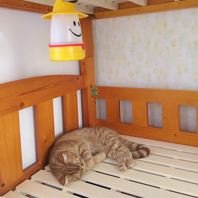 nekoさんの実例写真