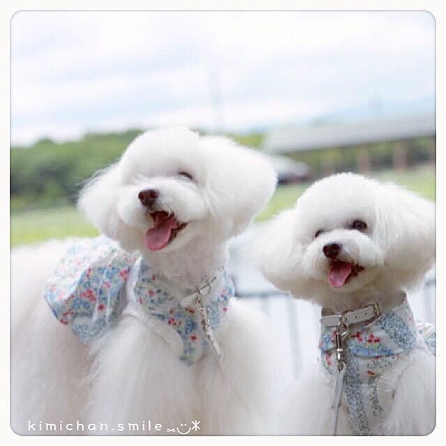 kimichan.smileさんの実例写真