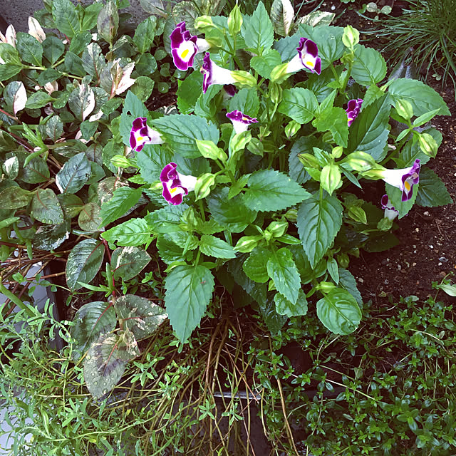 mimichankさんの実例写真