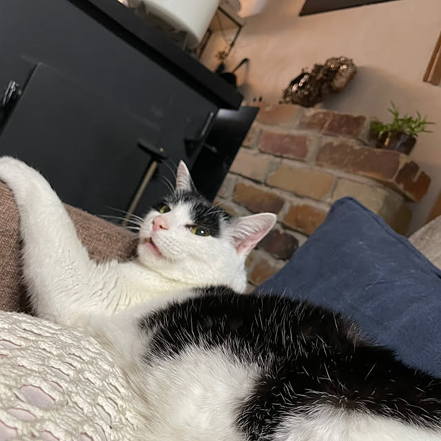 nekosamaさんの実例写真