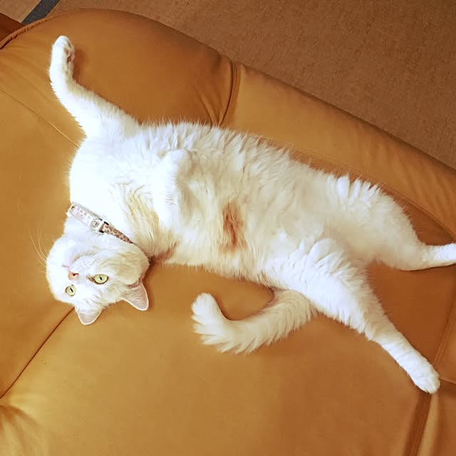 Watanabejunpilさんの実例写真