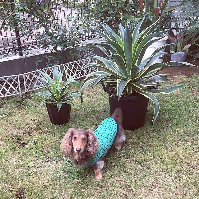 yupponさんの実例写真
