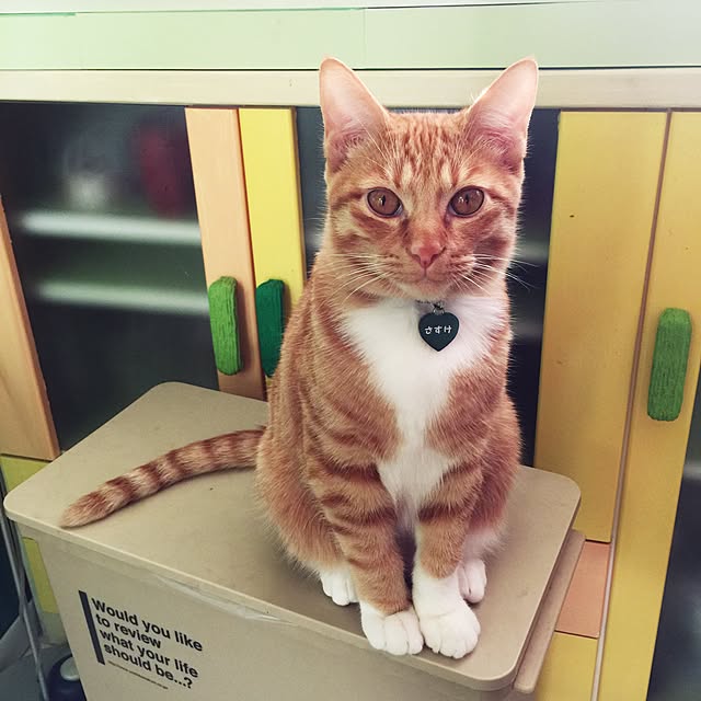 kimishigureさんの実例写真