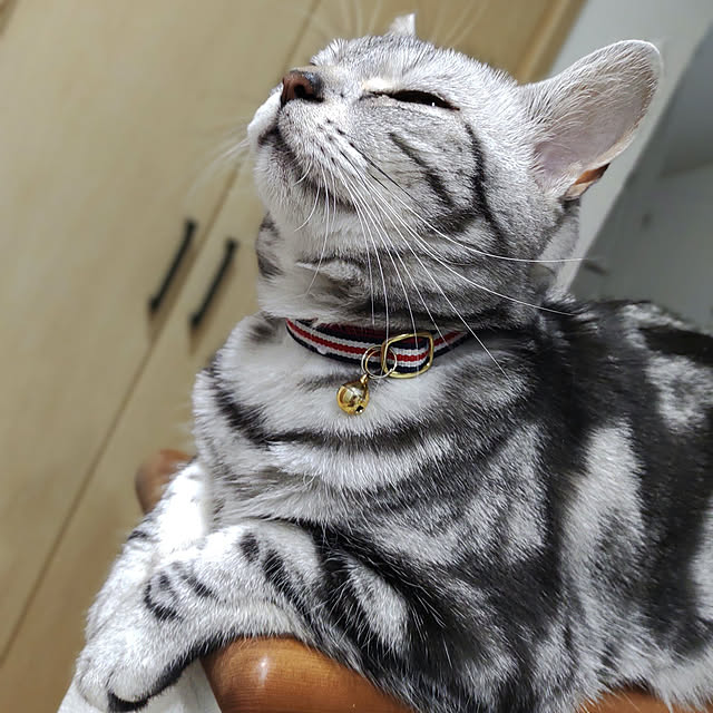 wahahaさんの実例写真