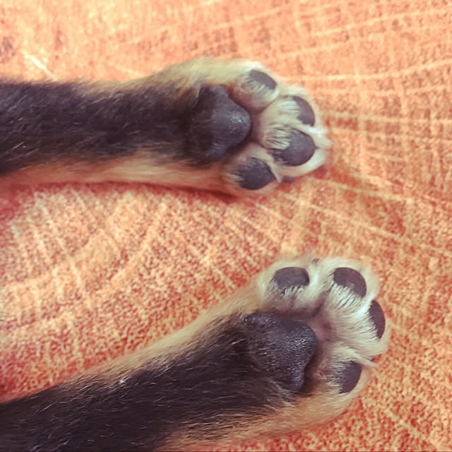 cocoさんの実例写真
