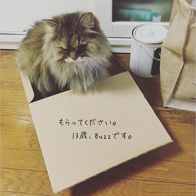 Mikiさんの実例写真