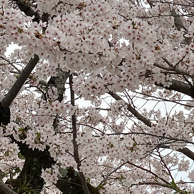 kaho0829さんの実例写真