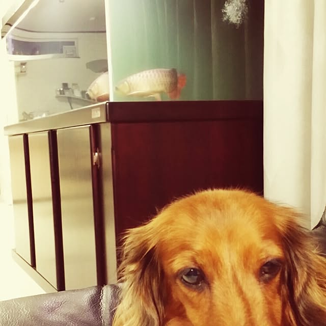 YUUYUさんの実例写真