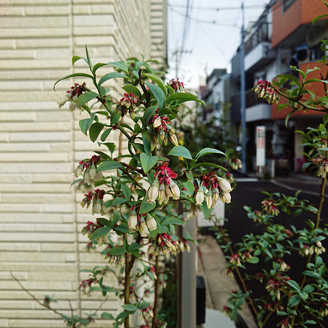 stsenjuさんの実例写真