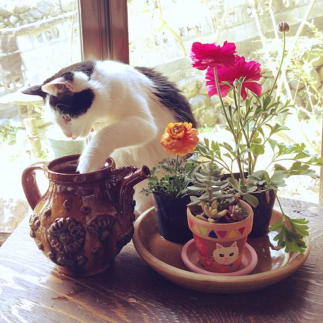 matatabi88さんの実例写真