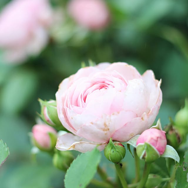 rosemoire67さんの実例写真