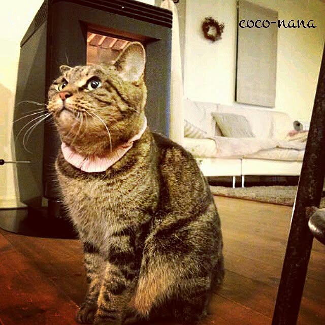 coconana165さんの実例写真