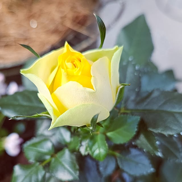 mocomocoさんの部屋