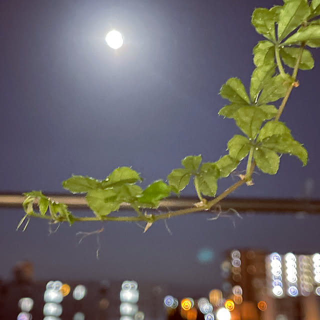 miyamiyaさんの実例写真