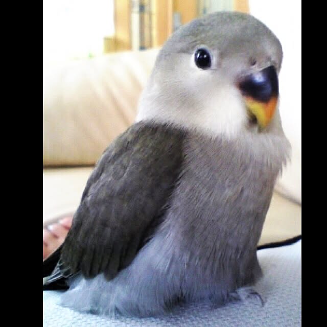 kaotanさんの実例写真
