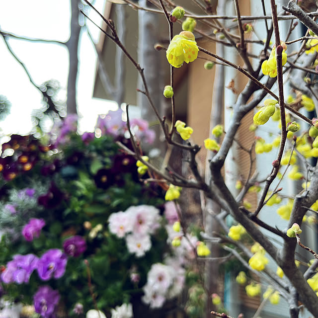 yukarin-gardenさんの実例写真