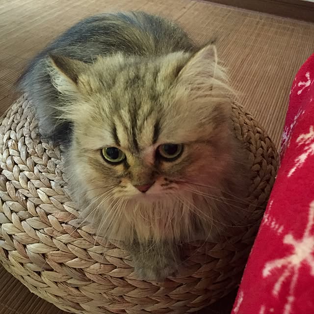 butachanさんの実例写真