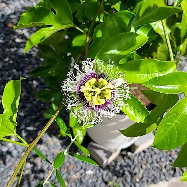 部屋全体/パッションフルーツの実/グリーンのある暮らし/パッションフルーツ栽培/パッションフルーツの花...などのインテリア実例 - 2024-09-11 13:47:29