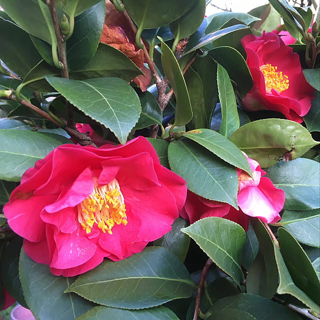 Ryokoさんの実例写真