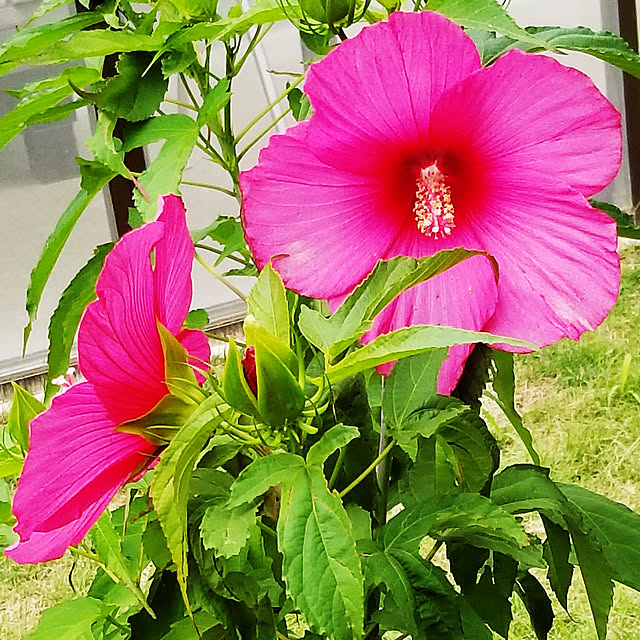 mimoさんの実例写真