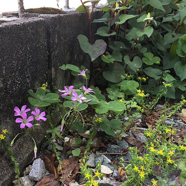 ray55さんの実例写真