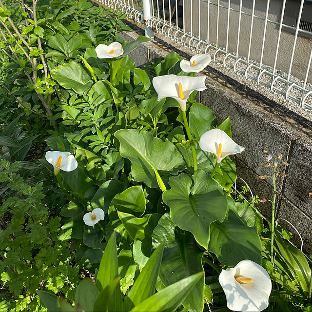 chIoeさんの実例写真