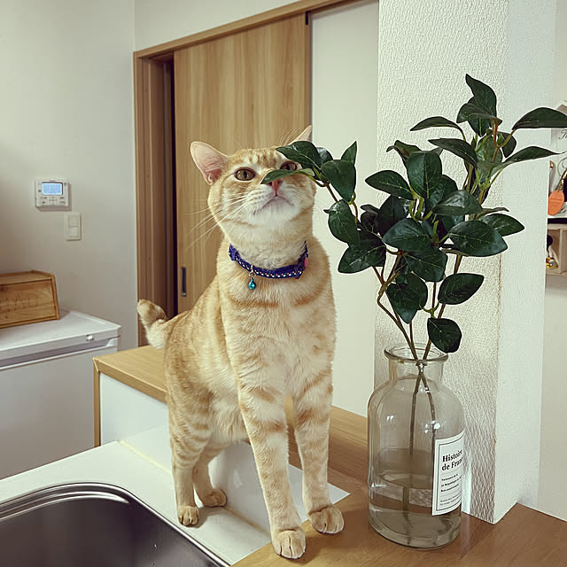 chiiさんの部屋