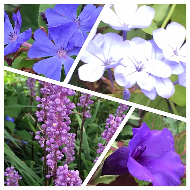 lavenderblueさんの実例写真