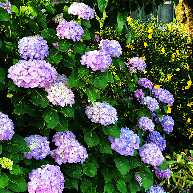 osashimiさんの実例写真