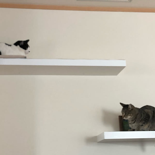 Nikitaさんの実例写真