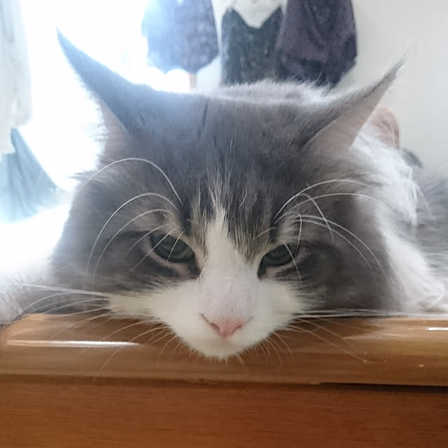 shinobuさんの実例写真