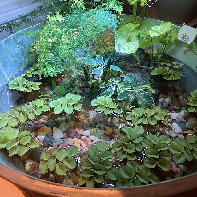 カフェ風/カフェ風インテリア/安くて良いもの/くつろげる部屋作り/観葉植物...などのインテリア実例 - 2020-10-08 10:40:36