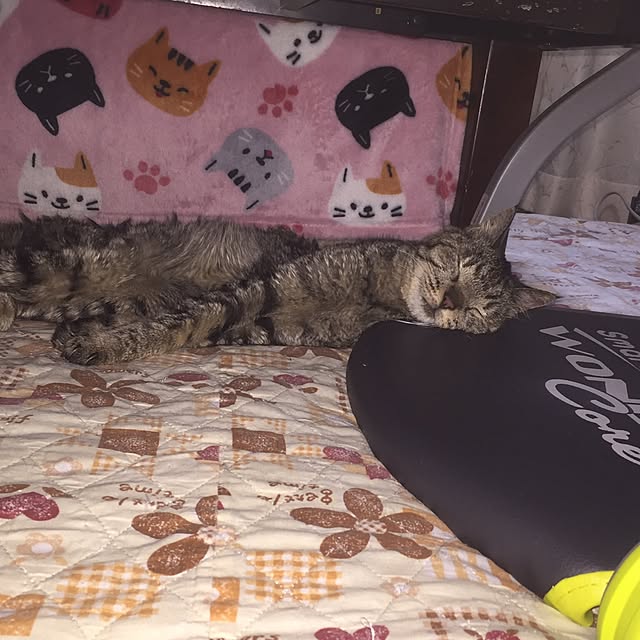 penpenさんの実例写真