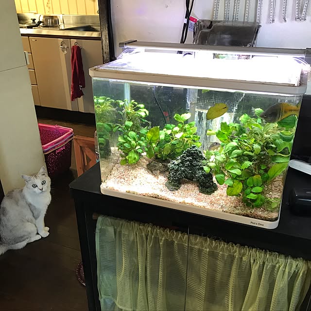 hanautatomochanさんの実例写真