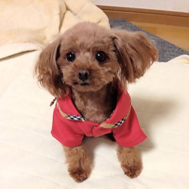 ベッド周りのインテリア実例 - 2015-12-23 14:17:21