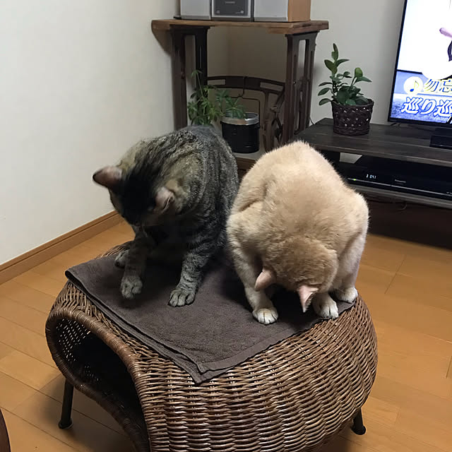 mikan161さんの実例写真